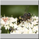 Ectemnius rubicola - Grabwespe 01e 10mm Paarung - Niedringhaussee - Waldrand.jpg